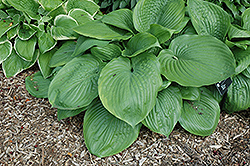 Sum Total Hosta (Hosta 'Sum Total') at Lakeshore Garden Centres