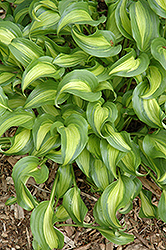 Geisha Hosta (Hosta 'Geisha') at Lakeshore Garden Centres