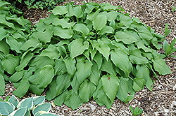 Nakaimo Hosta (Hosta 'Nakaimo') at Lakeshore Garden Centres