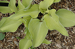 Grey Ghost Hosta (Hosta 'Grey Ghost') at Lakeshore Garden Centres