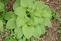 Fascination Hosta (Hosta 'Fascination') at Lakeshore Garden Centres