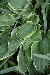 Libby Hosta (Hosta 'Libby') at Lakeshore Garden Centres