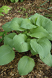 Dragon Fire Hosta (Hosta 'Dragon Fire') at Lakeshore Garden Centres