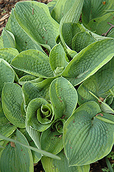 Flavocircinalis Hosta (Hosta 'Flavocircinalis') at Lakeshore Garden Centres