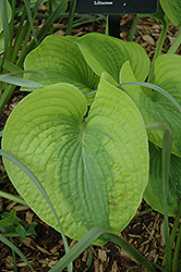 Spinach Souffle Hosta (Hosta 'Spinach Souffle') at Lakeshore Garden Centres
