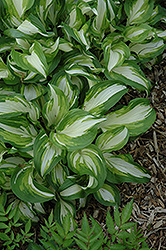 Variegated Hosta (Hosta undulata 'Variegata') at Lakeshore Garden Centres