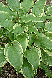Ginsu Knife Hosta (Hosta 'Ginsu Knife') at Lakeshore Garden Centres