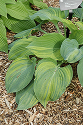 Fire And Brimstone Hosta (Hosta 'Fire And Brimstone') at Lakeshore Garden Centres