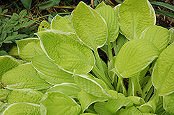 Lakeside Symphony Hosta (Hosta 'Lakeside Symphony') at Lakeshore Garden Centres