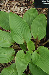 Miss Ruby Hosta (Hosta 'Miss Ruby') at Lakeshore Garden Centres