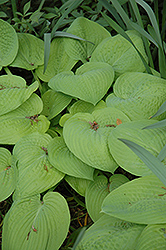 King Tut Hosta (Hosta 'King Tut') at Lakeshore Garden Centres