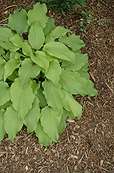 Moon Waves Hosta (Hosta 'Moon Waves') at Lakeshore Garden Centres