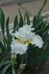 Swing Dancing Iris (Iris 'Swing Dancing') at Lakeshore Garden Centres