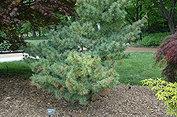 Bergman Japanese White Pine (Pinus parviflora 'Bergmani') at Lakeshore Garden Centres