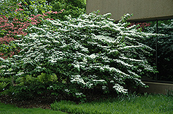 Shasta Doublefile Viburnum (Viburnum plicatum 'Shasta') at Lakeshore Garden Centres