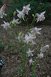 Spezialrasse Columbine (Aquilegia 'Spezialrasse') at Lakeshore Garden Centres
