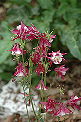 Biedermeier Red And White Columbine (Aquilegia 'Biedermeier Red And White') at Lakeshore Garden Centres