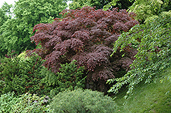 Purple-Leaf Japanese Maple (Acer palmatum 'Atropurpureum') at Lakeshore Garden Centres