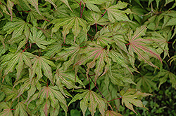 Aka Shigitatsu Sawa Japanese Maple (Acer palmatum 'Aka Shigitatsu Sawa') at Lakeshore Garden Centres