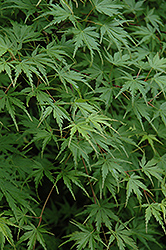 Mure Hibari Japanese Maple (Acer palmatum 'Mure Hibari') at Lakeshore Garden Centres