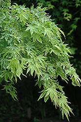 Higasa Yama Japanese Maple (Acer palmatum 'Higasa Yama') at Lakeshore Garden Centres