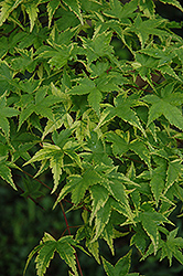 Sagara Nishiki Japanese Maple (Acer palmatum 'Sagara Nishiki') at Lakeshore Garden Centres