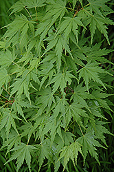 Fall's Fire Japanese Maple (Acer palmatum 'Fall's Fire') at Lakeshore Garden Centres