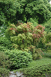 Shindeshojo Japanese Maple (Acer palmatum 'Shindeshojo') at Lakeshore Garden Centres