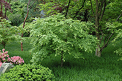 Fall's Fire Japanese Maple (Acer palmatum 'Fall's Fire') at Lakeshore Garden Centres