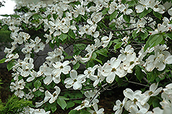 Cherokee Princess Flowering Dogwood (Cornus florida 'Cherokee Princess') at Lakeshore Garden Centres