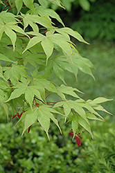 Osakazuki Japanese Maple (Acer palmatum 'Osakazuki') at Lakeshore Garden Centres