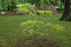 Itaya Full Moon Maple (Acer japonicum 'Itaya') at Lakeshore Garden Centres