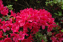Hino Crimson Azalea (Rhododendron 'Hino Crimson') at Lakeshore Garden Centres
