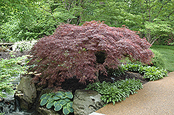 Red Select Japanese Maple (Acer palmatum 'Red Select') at Lakeshore Garden Centres