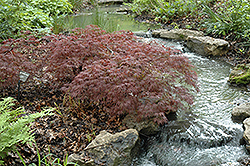 Inaba Shidare Cutleaf Japanese Maple (Acer palmatum 'Inaba Shidare') at Peter Knippel Garden Centre