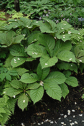 Big Mama Fingerleaf Rodgersia (Rodgersia aesculifolia 'Big Mama') at Lakeshore Garden Centres