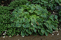 Abby Hosta (Hosta 'Abby') at Lakeshore Garden Centres