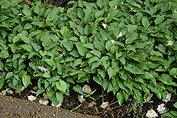 Hime Soules Hosta (Hosta 'Hime Soules') at Lakeshore Garden Centres