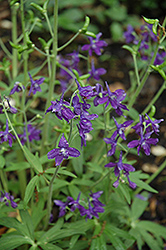 Dwarf Spring Larkspur (Delphinium tricorne) at Lakeshore Garden Centres