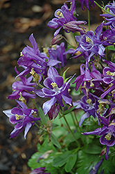 Biedermeier Blue Columbine (Aquilegia 'Biedermeier Blue') at Lakeshore Garden Centres