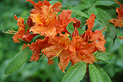 Hotspur Red Azalea (Rhododendron 'Hotspur Red') at Lakeshore Garden Centres