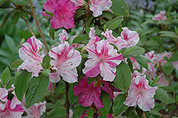 Encore Autumn Twist Azalea (Rhododendron 'Conlep') at Lakeshore Garden Centres