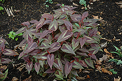 Red Dragon Fleeceflower (Persicaria microcephala 'Red Dragon') at Lakeshore Garden Centres