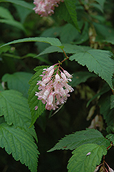 Chinese Neillia (Neillia sinensis) at Lakeshore Garden Centres