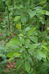 September Sun Alder (Alnus maritima 'September Sun') at Lakeshore Garden Centres