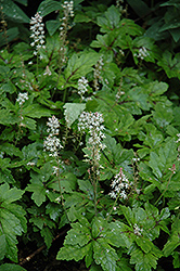 Crow Feather Foamflower (Tiarella 'Crow Feather') at Lakeshore Garden Centres