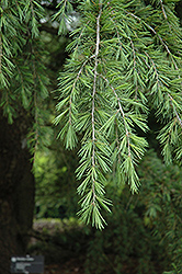 Shalimar Deodar Cedar (Cedrus deodara 'Shalimar') at Lakeshore Garden Centres