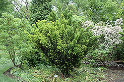 Stovepipe Yew (Taxus x media 'Stovepipe') at Lakeshore Garden Centres
