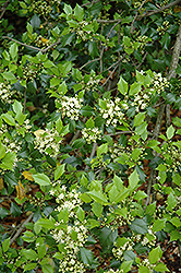 Rake Pond American Holly (Ilex opaca 'Rake Pond') at Lakeshore Garden Centres