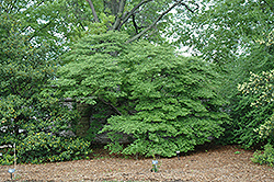 Autumn Glow Winterberry Holly (Ilex 'Autumn Glow') at Lakeshore Garden Centres